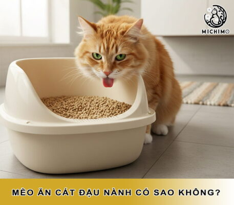 Mèo ăn cát đậu nành có sao không?