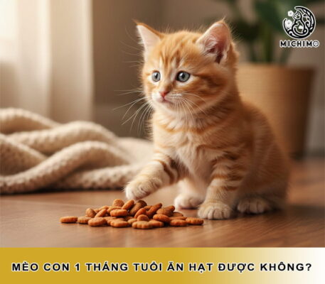 Mèo con 1 tháng tuổi ăn hạt được không?