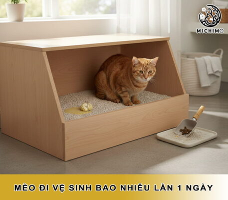 Mèo đi vệ sinh bao nhiêu lần 1 ngày