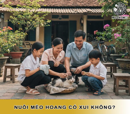 Nuôi mèo hoang có xui không?