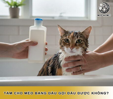 Tắm cho mèo bằng dầu gọi đầu được không?
