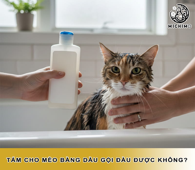 Tắm cho mèo bằng dầu gọi đầu được không?