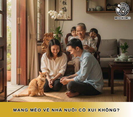 Mang mèo về nhà nuôi có xui không?