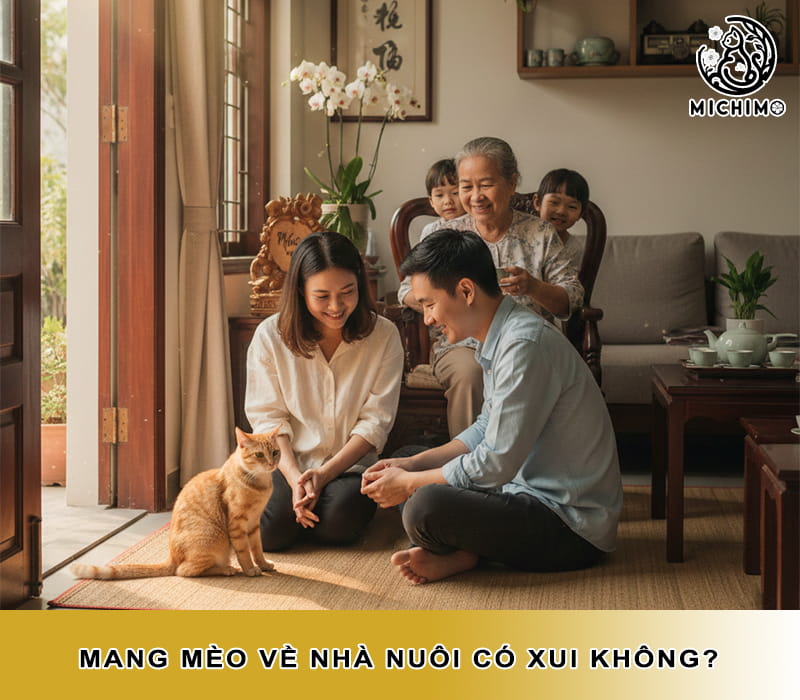 Mang mèo về nhà nuôi có xui không?