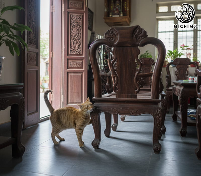 Hành vi lãnh thổ của mèo