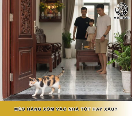 Mèo hàng xóm vào nhà tốt hay xấu
