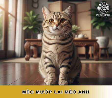 Mèo mướp lai mèo Anh