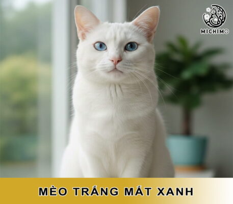 Mèo trắng mắt xanh