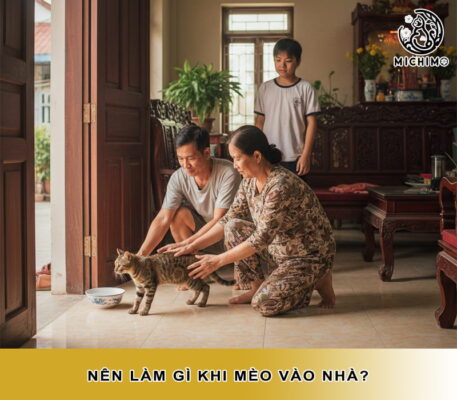 Nên làm gì khi mèo vào nhà