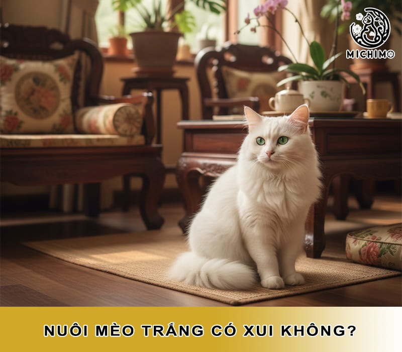Nuôi mèo trắng có xui không?