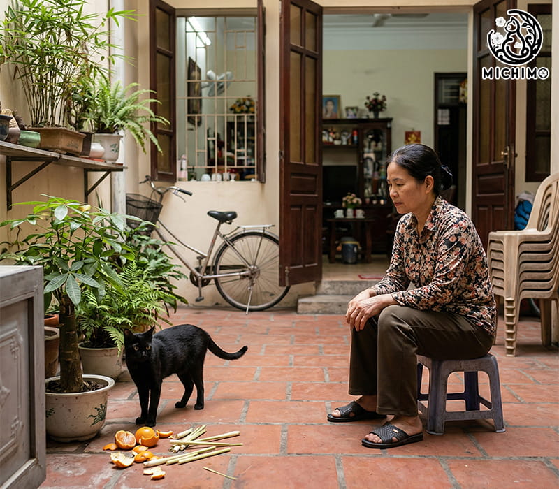 Cách xử lý thực tế khi mèo đen lạ vào nhà