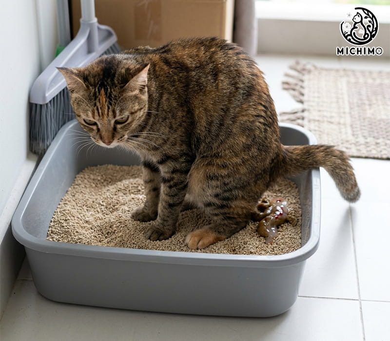 Dấu hiệu bất thường trong phân mèo