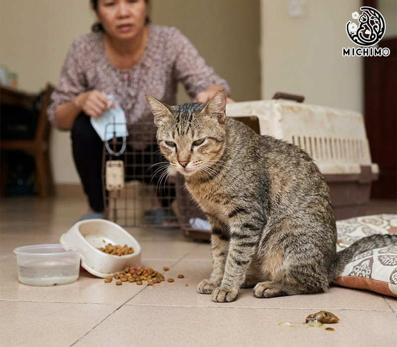Viêm ruột hoặc viêm đại tràng ở mèo