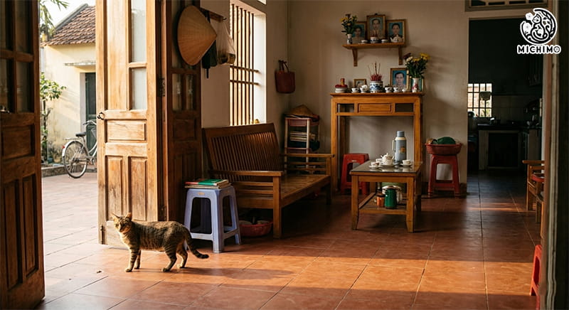 Mèo mướp tự nhiên chạy vào nhà rồi bỏ đi