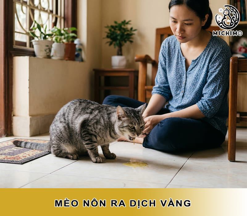 Mèo nôn ra dịch vàng