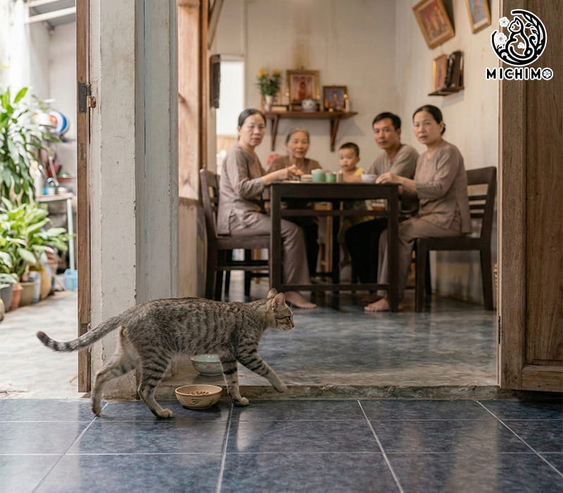 Mèo xám vào nhà tốt hay xấu? Câu trả lời ngắn gọn