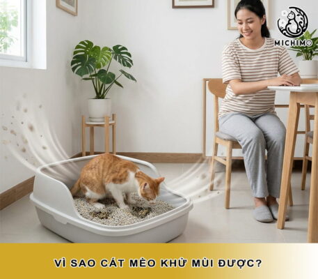 Vì sao cát mèo khử mùi được