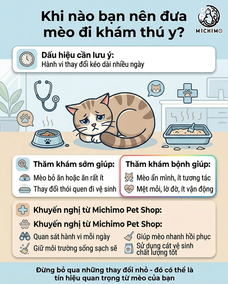 Khi nên đưa mèo đi khám thú y