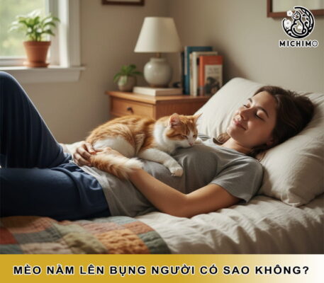 Mèo nằm lên bụng người có sao không?