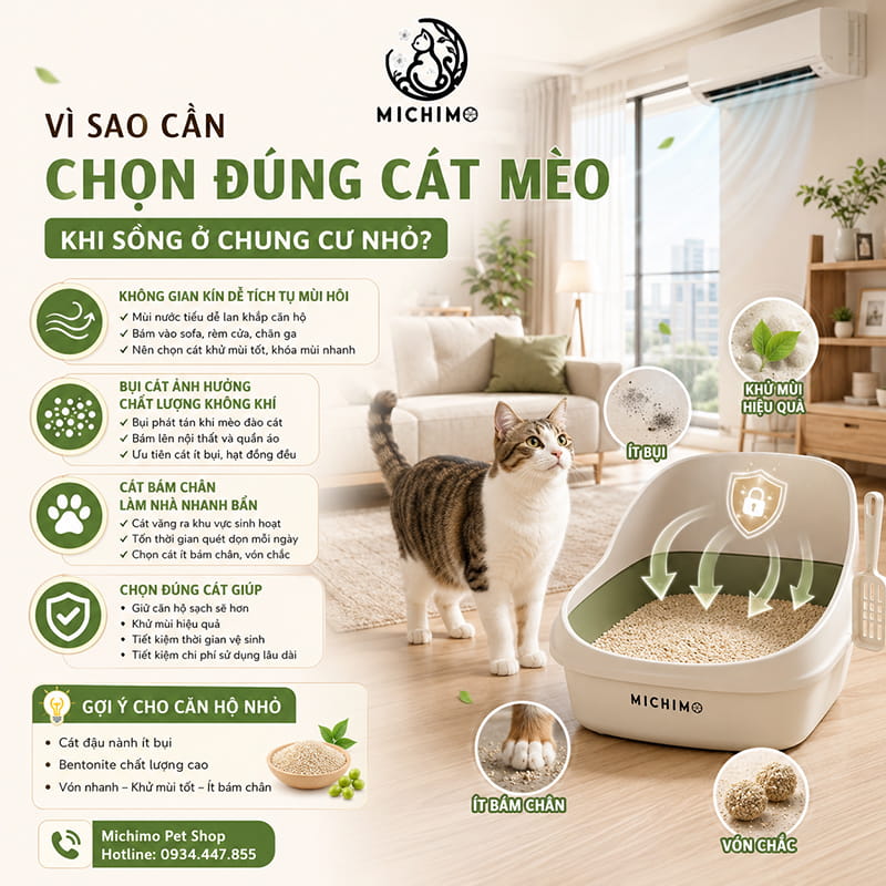 Vì sao cần chọn đúng cát mèo khi sống ở chung cư nhỏ?