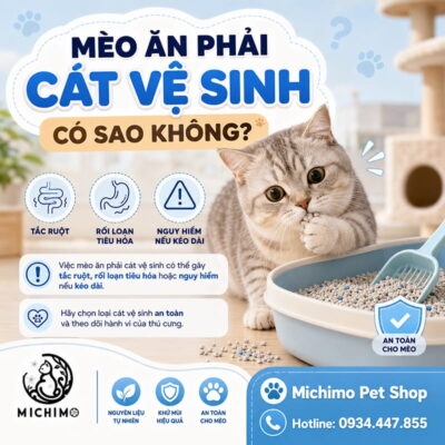 mèo ăn phải cát vệ sinh có sao không?