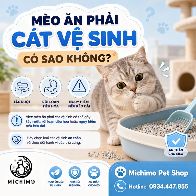 mèo ăn phải cát vệ sinh có sao không?