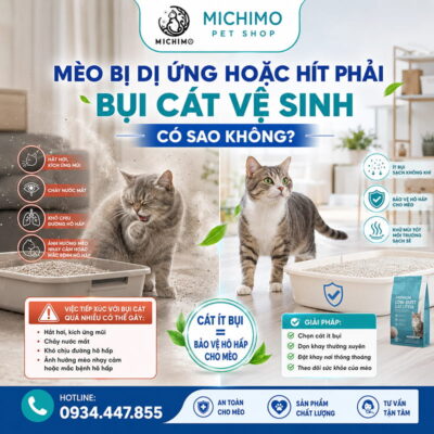 Mèo bị dị ưng hoặc hít phải bụi cát vệ sinh có sao không?