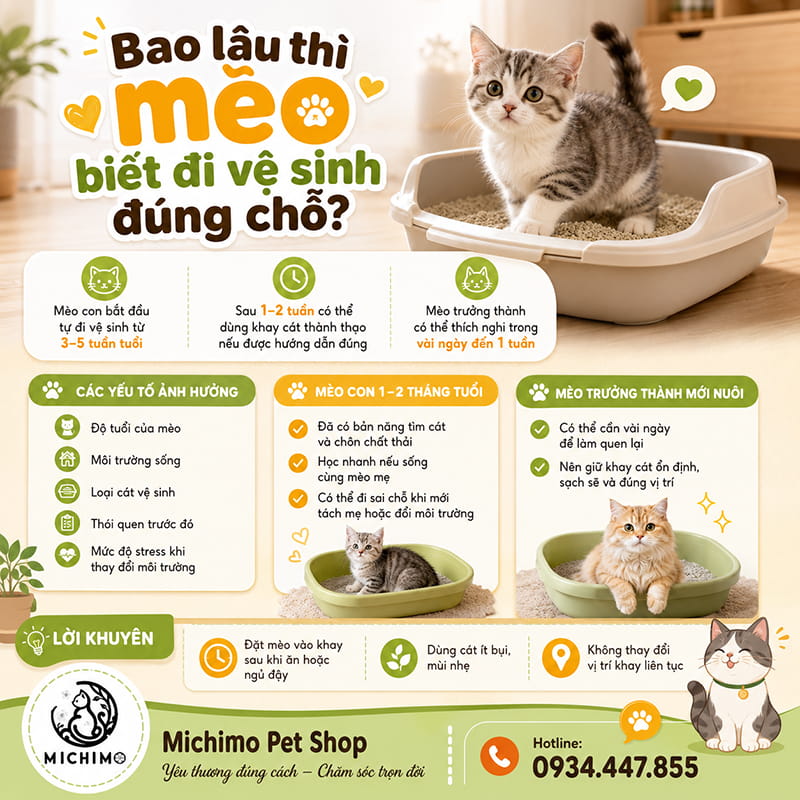 Bao lâu thì mèo biết đi vệ sinh đúng chỗ?