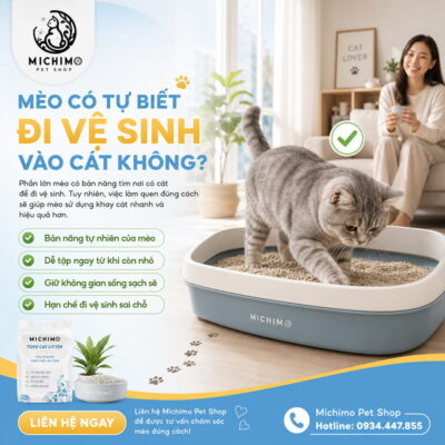 Mèo có tự biết đi vệ sinh vào cát không?