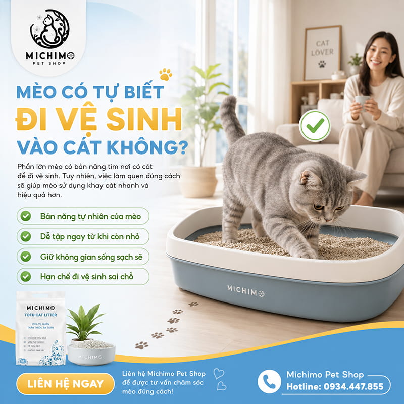 Mèo có tự biết đi vệ sinh vào cát không?