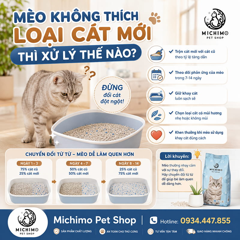 Mèo không thích loại cát mời thì xử lý thế nào?