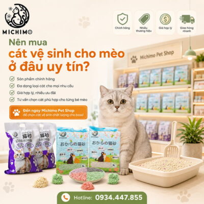 Nên mua cát vệ sinh cho mèo ở đâu uy tín?